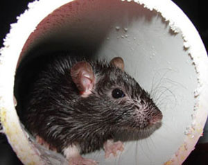 rat drug study - what causes drug addiction